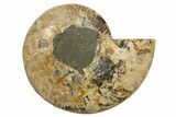 Cut & Polished, Agatized Ammonite Fossil - Madagascar #317504-3